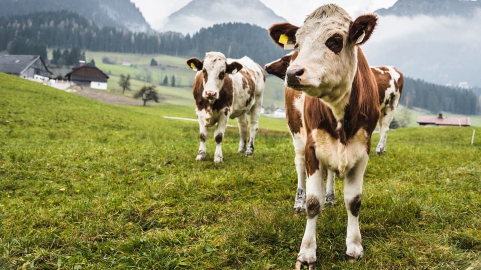 Krávy jsou citlivější a chytřejší, než by se zdálo.